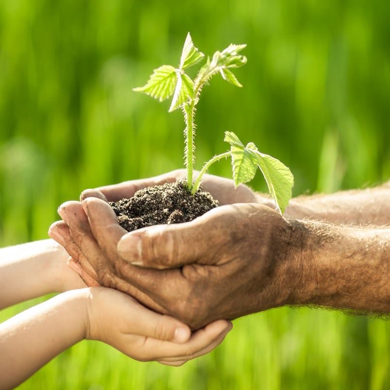 jardineria_jardin_planta_plantar